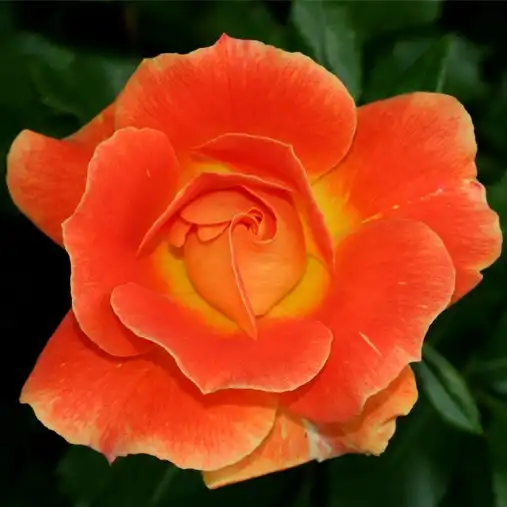 Portocaliu - trandafir de parc